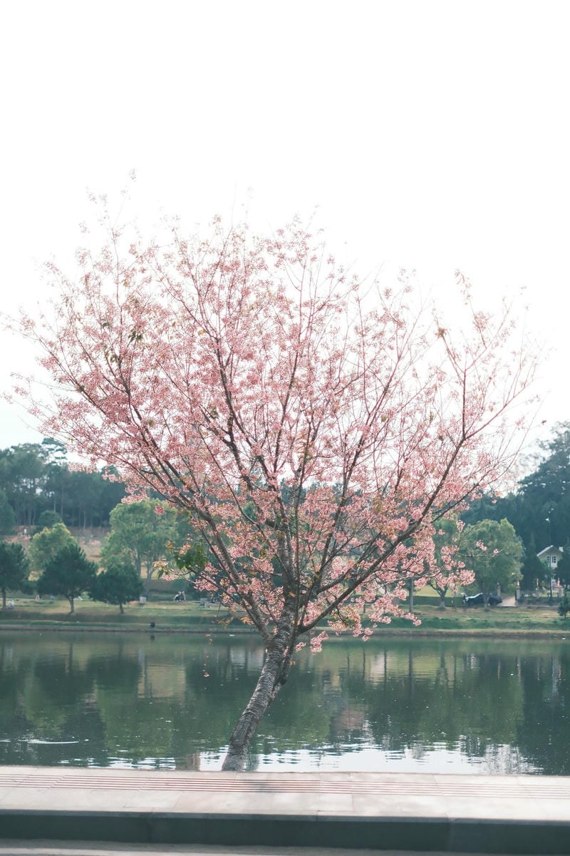 hình ảnh đà lạt 7