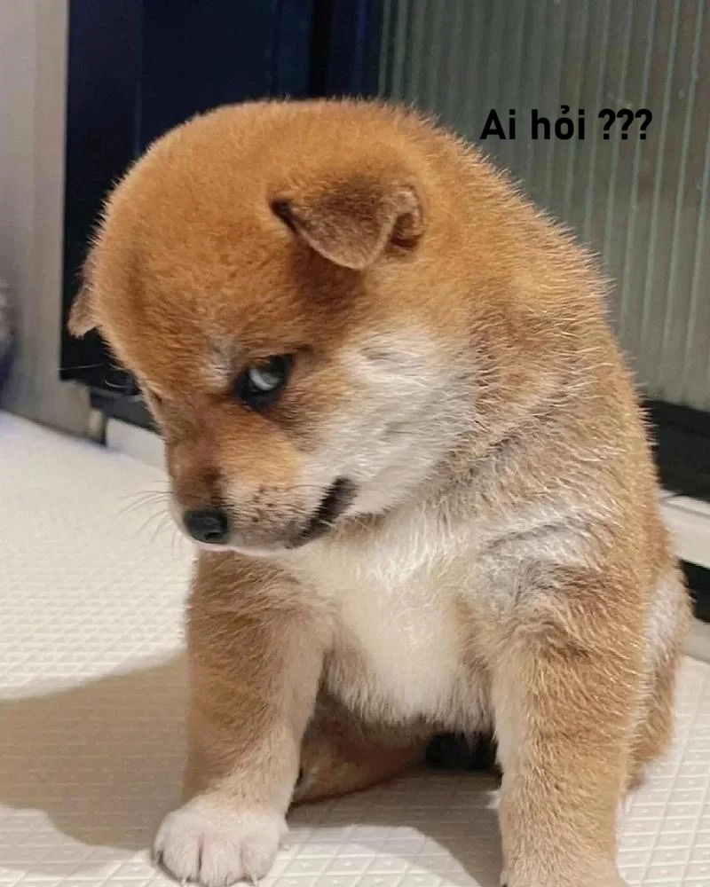 meme ai hỏi 22