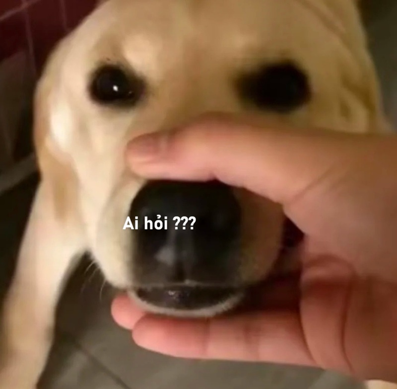 meme ai hỏi 28