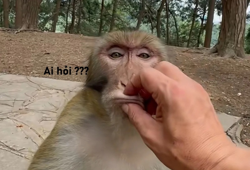 meme ai hỏi 31