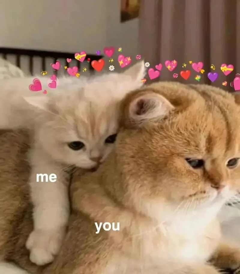 meme an ủi 1