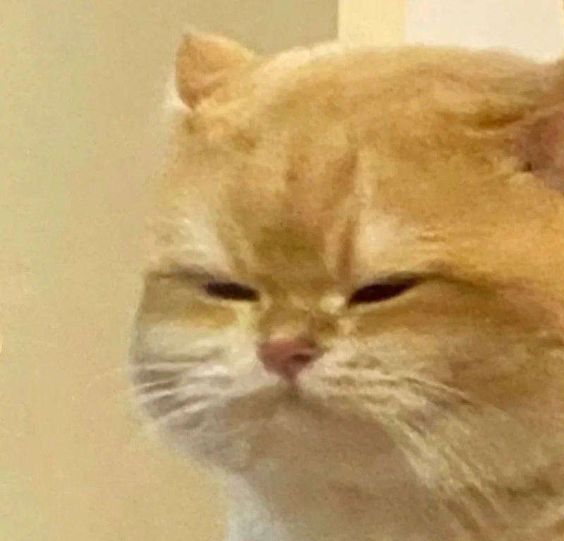 meme bất lực 23