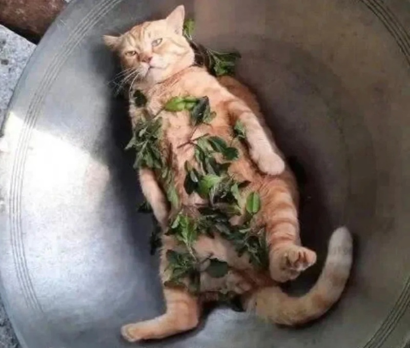 meme bất lực 34