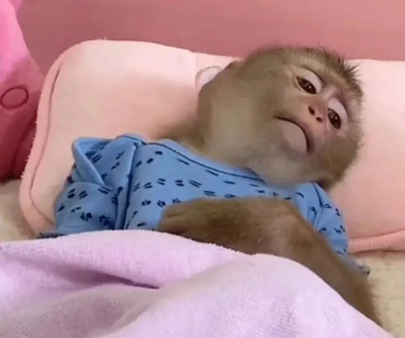 meme buồn 24