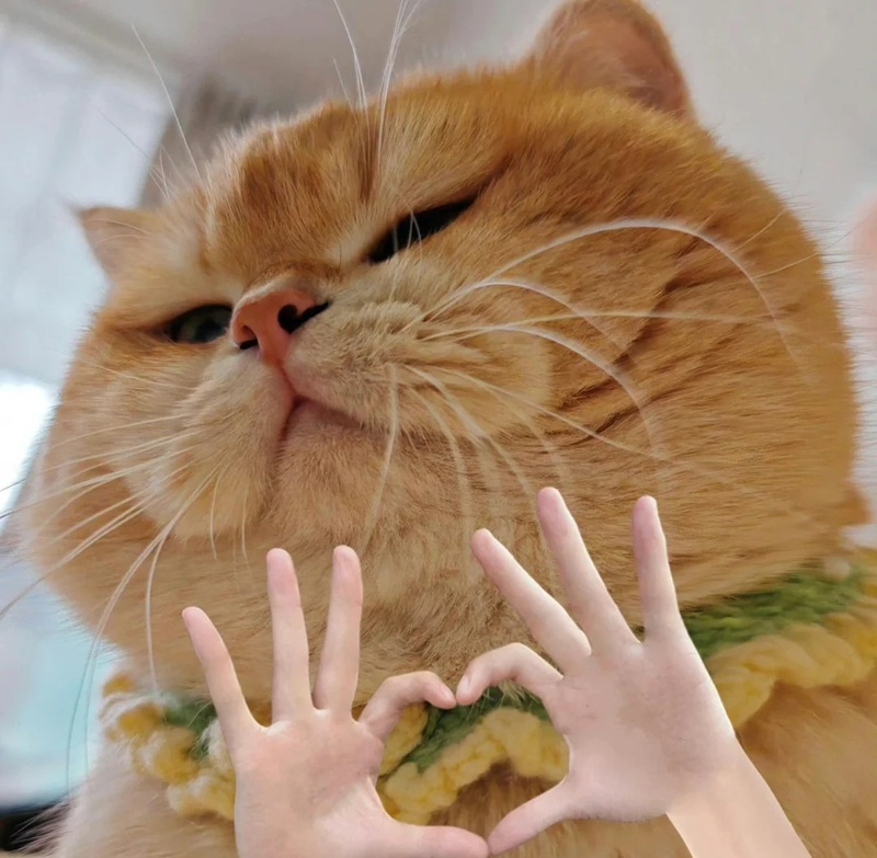 meme cảm ơn 13