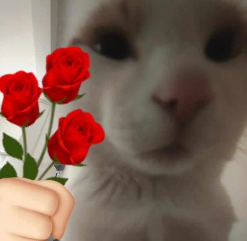 meme cảm ơn 26
