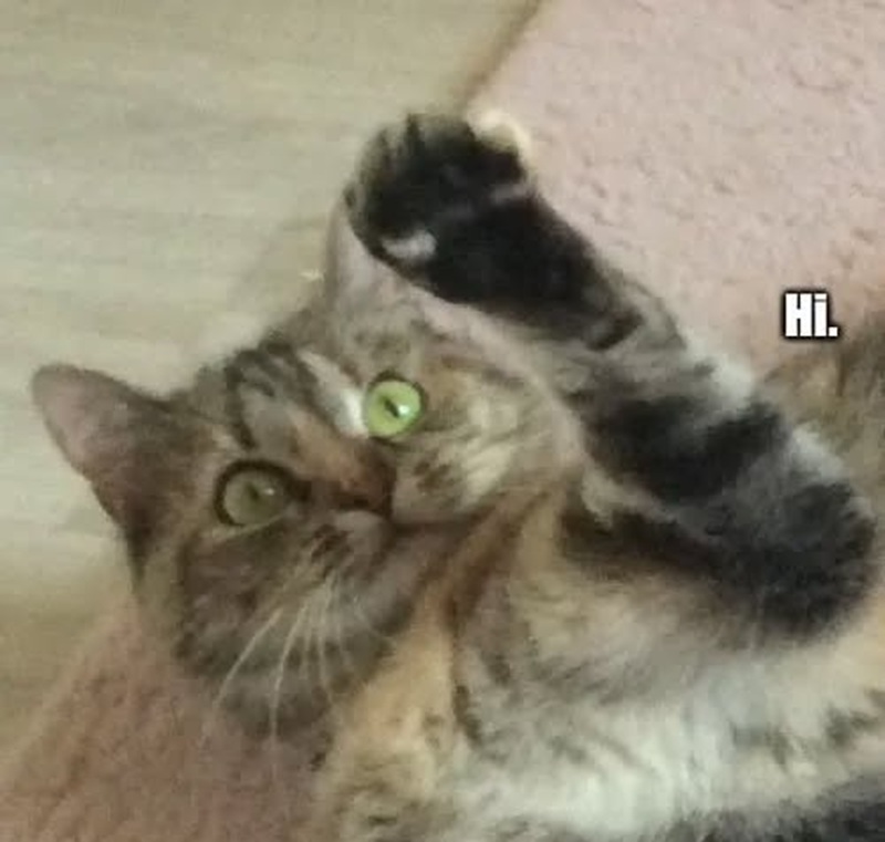 meme chào 7