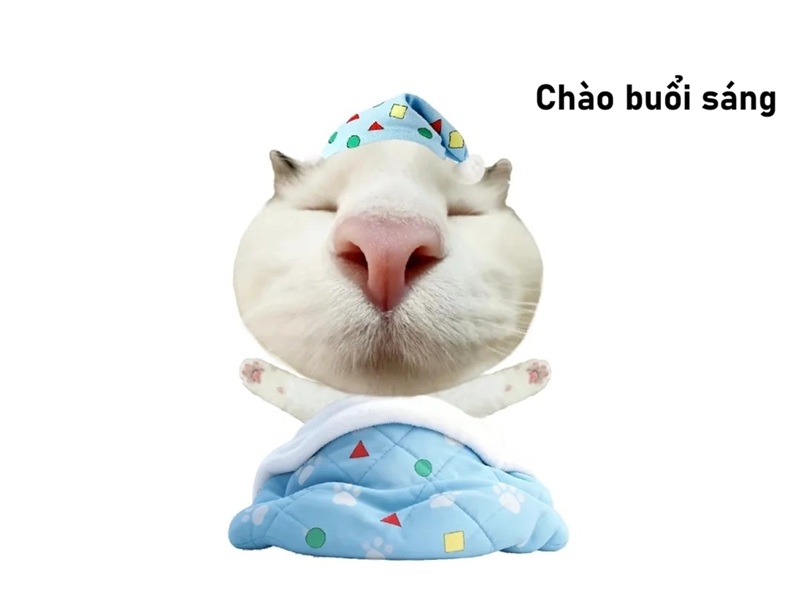 meme chào buổi sáng 11