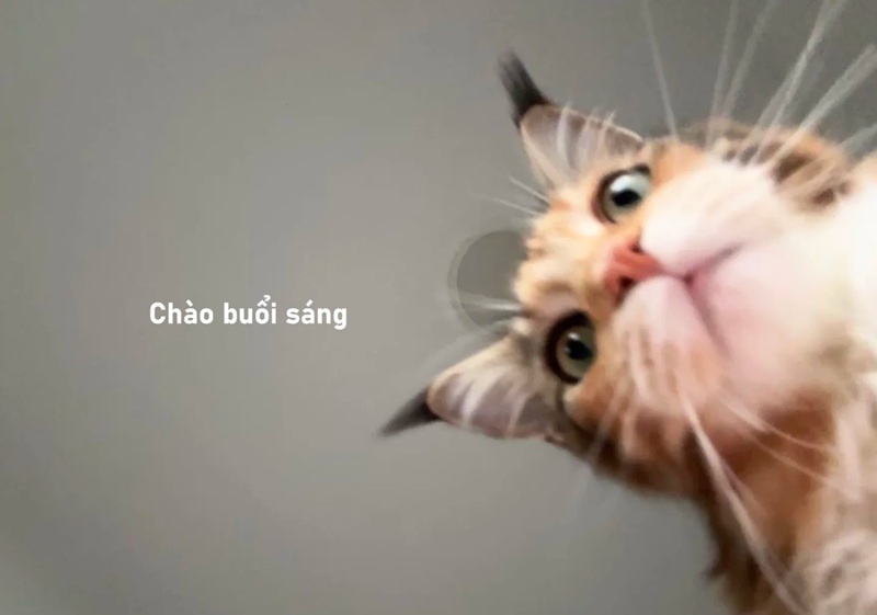 meme chào buổi sáng 16