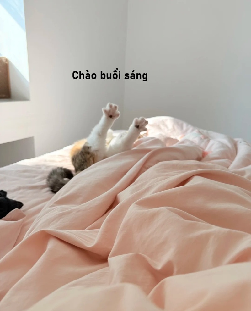 meme chào buổi sáng 23