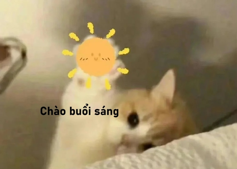 meme chào buổi sáng 24