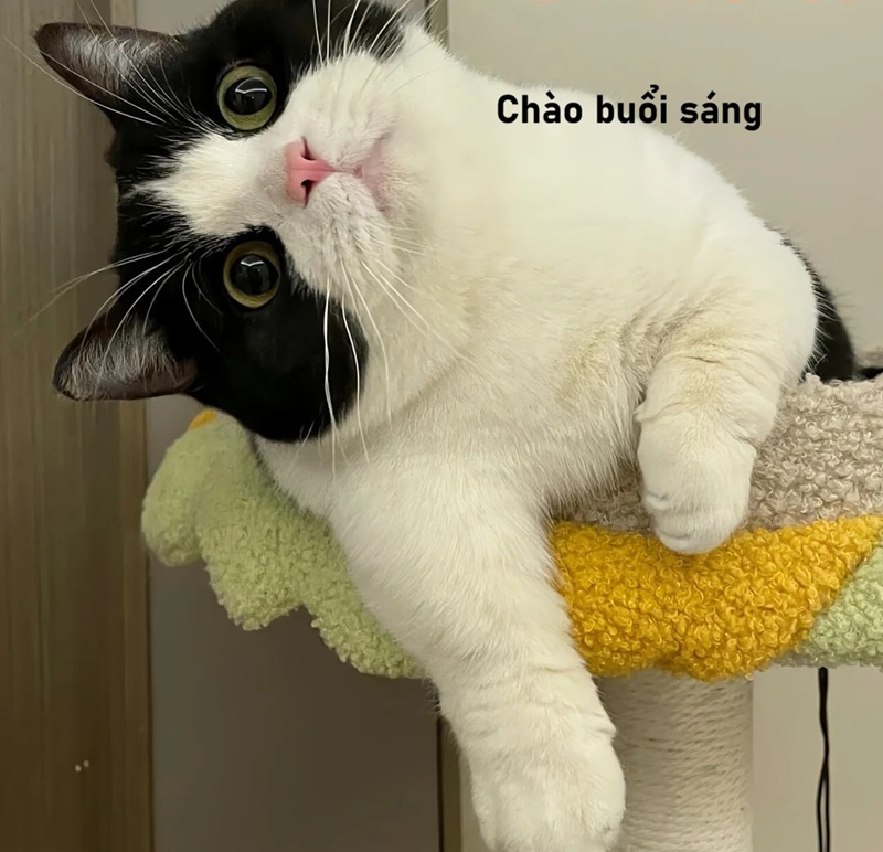 meme chào buổi sáng 27