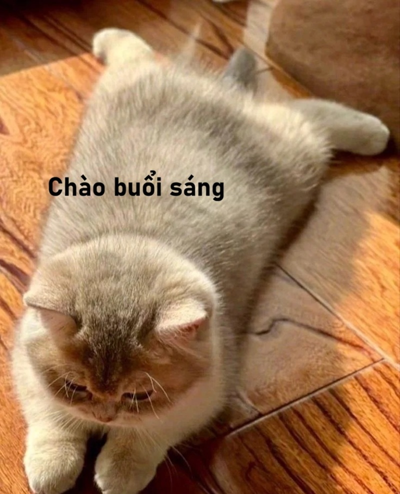 meme chào buổi sáng 29