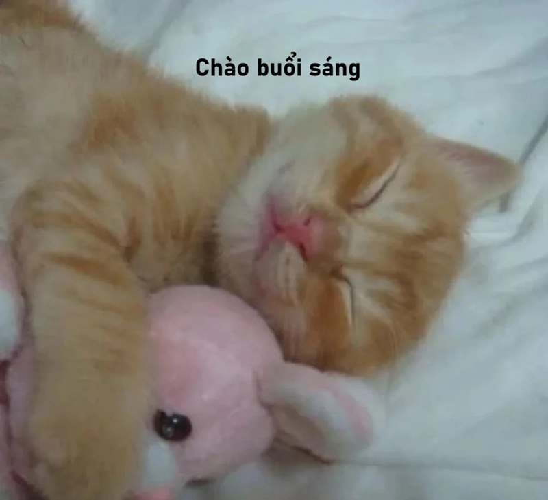 meme chào buổi sáng 30