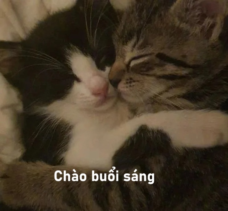 meme chào buổi sáng 31