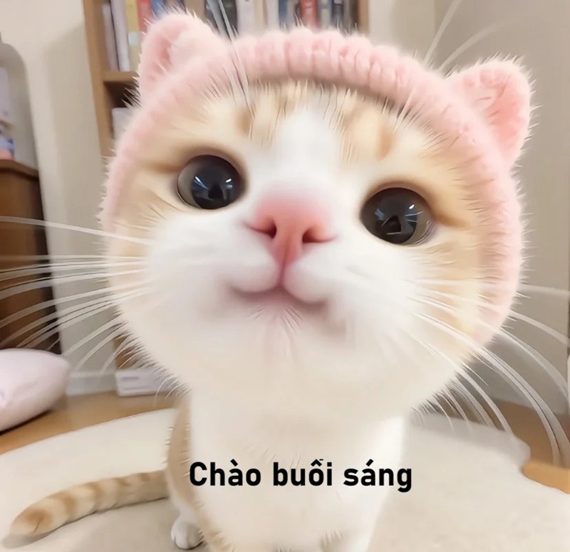 meme chào buổi sáng 34