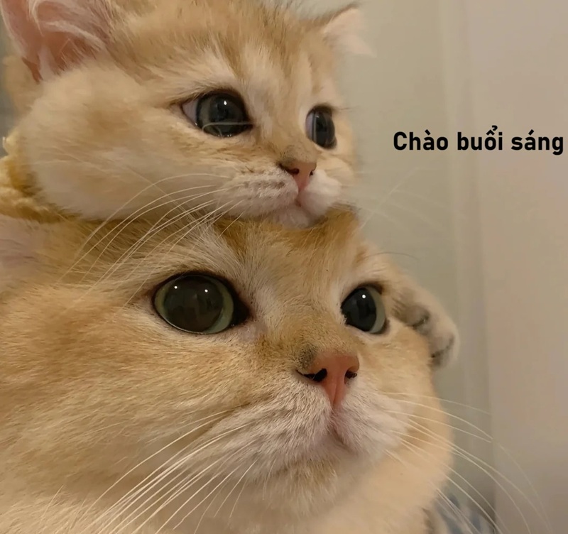 meme chào buổi sáng 39