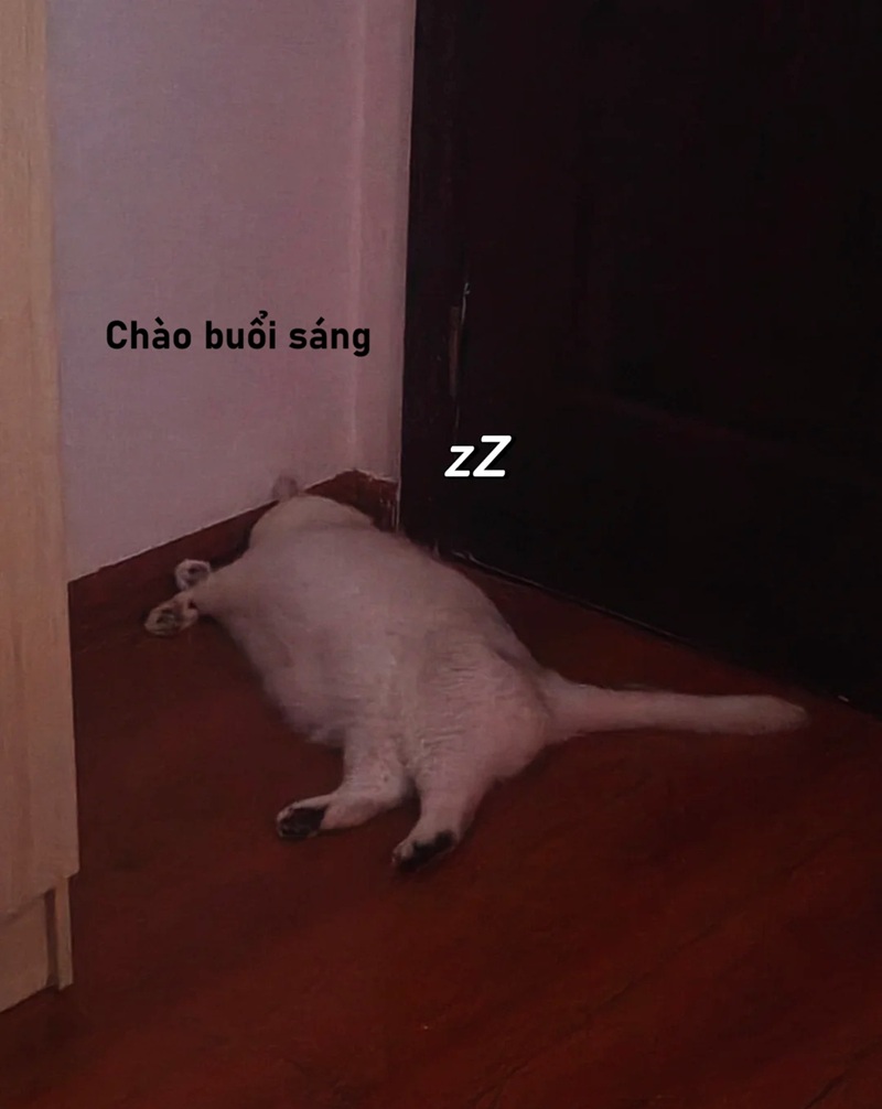 meme chào buổi sáng 40