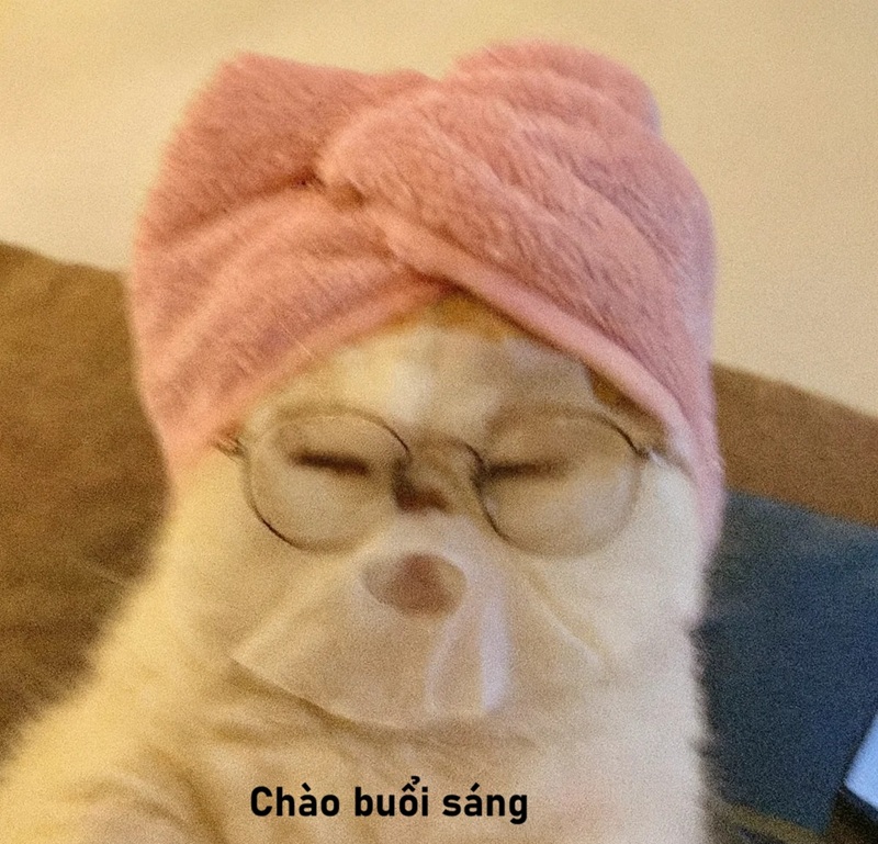 meme chào buổi sáng 8