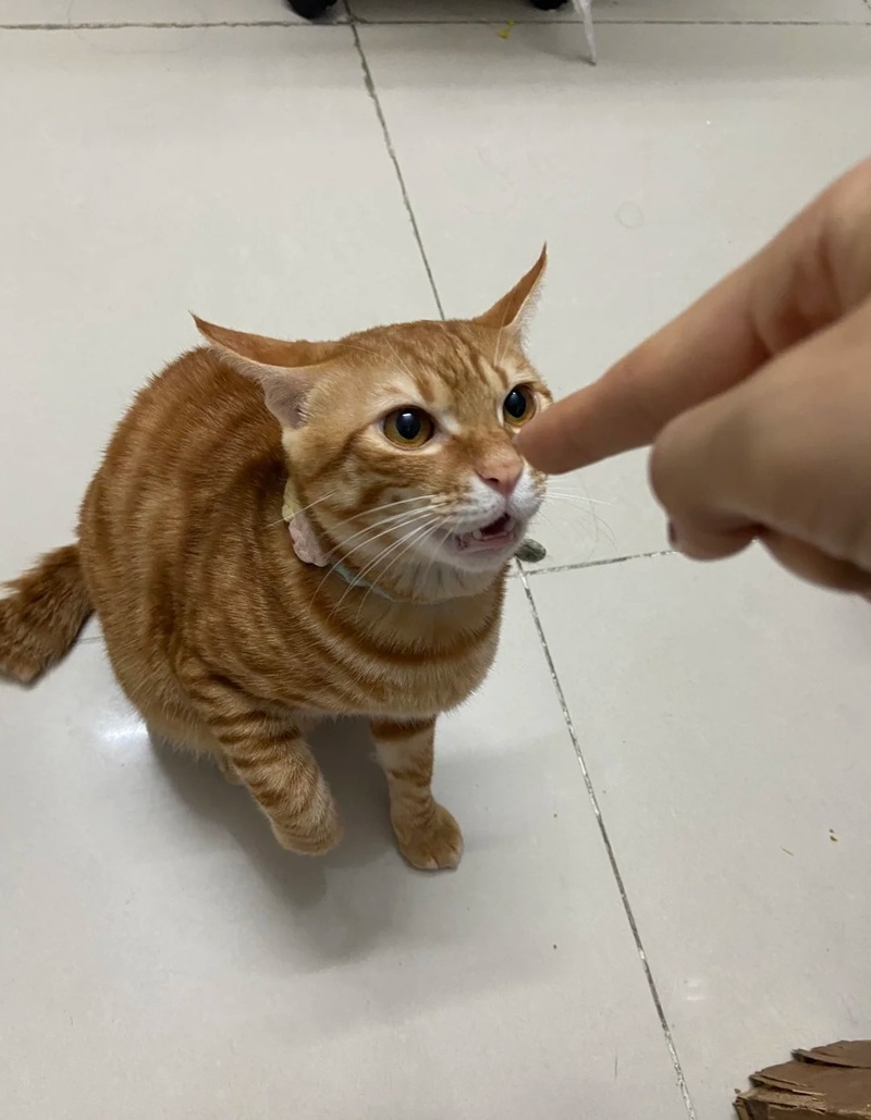 meme chỉ tay 13