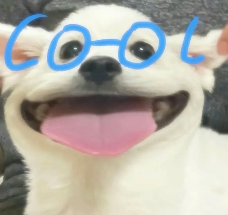 meme chó 23
