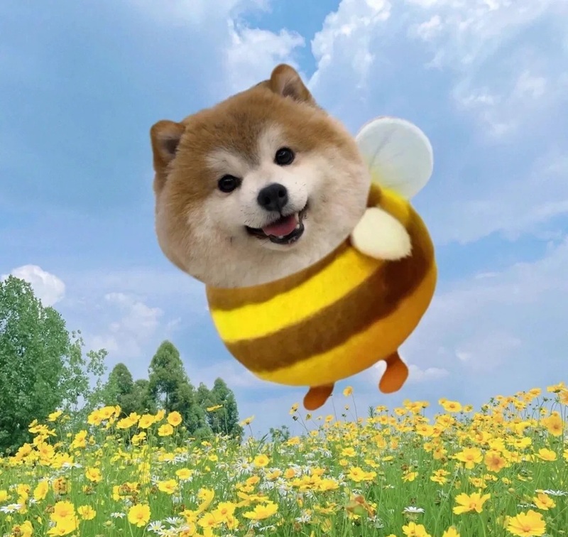 meme chó cười 1