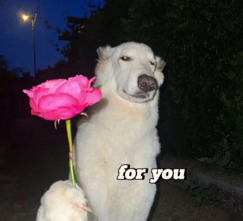 meme chó cười 15