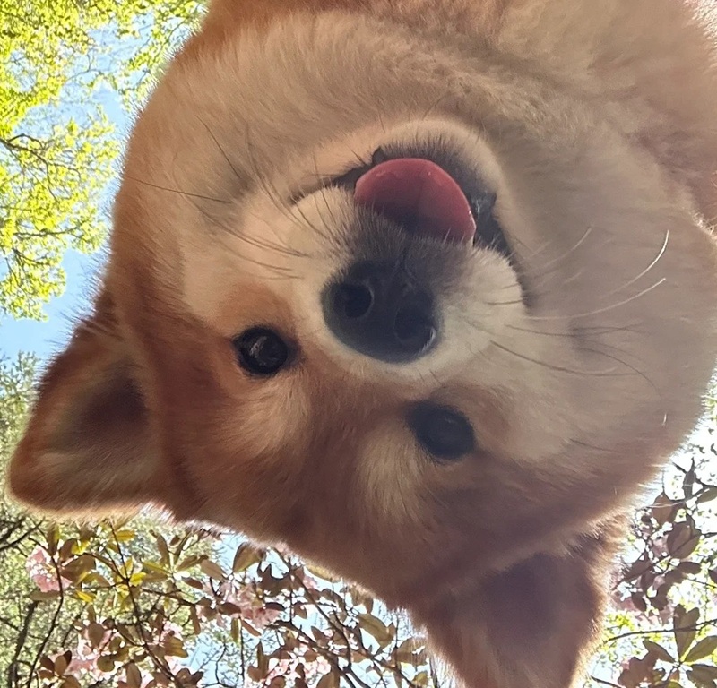 meme chó cười 16