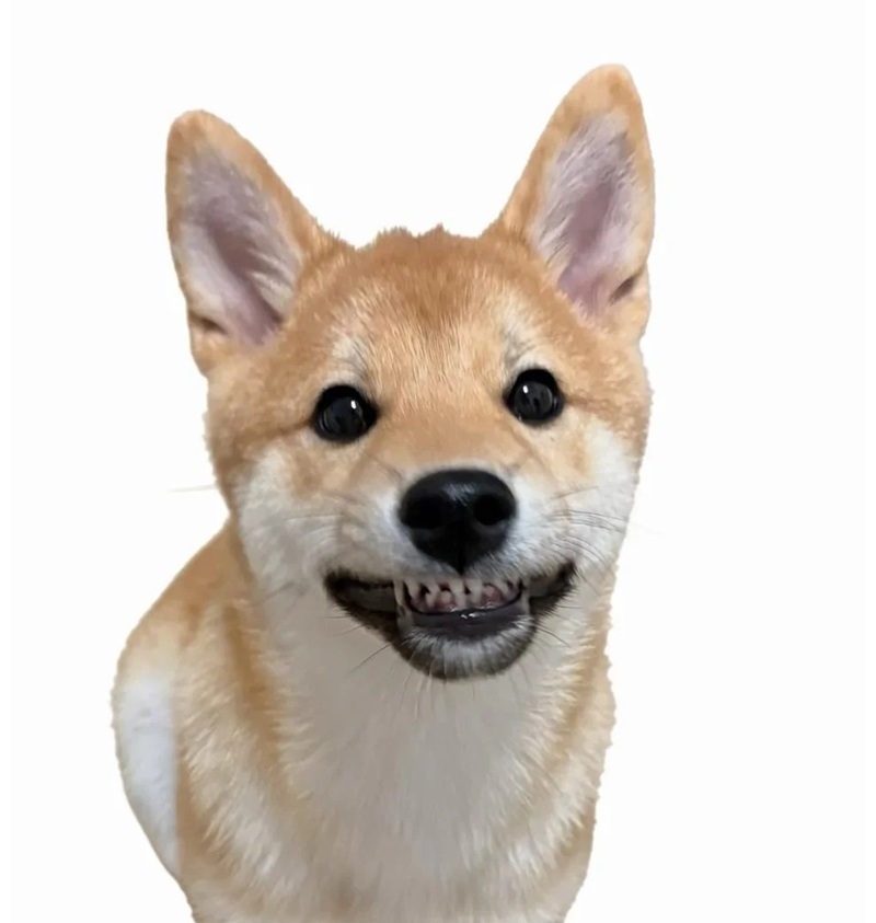 meme chó cười 17
