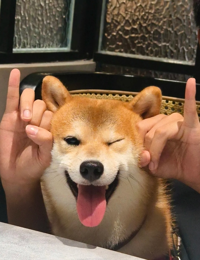meme chó cười 18