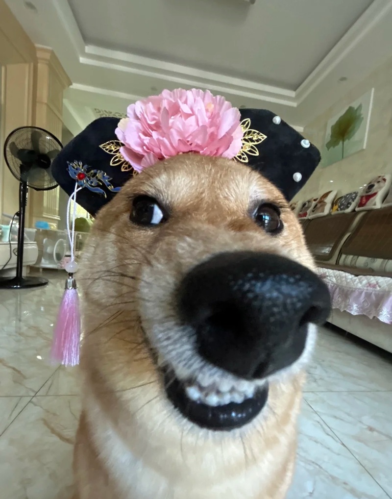 meme chó cười 19