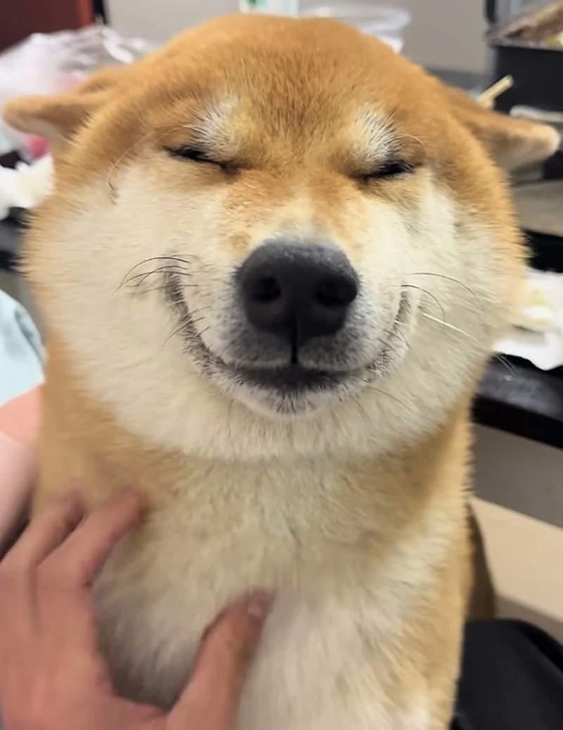 meme chó cười 2
