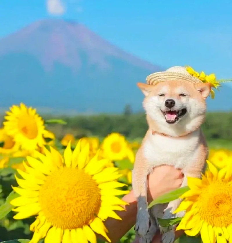 meme chó cười 22