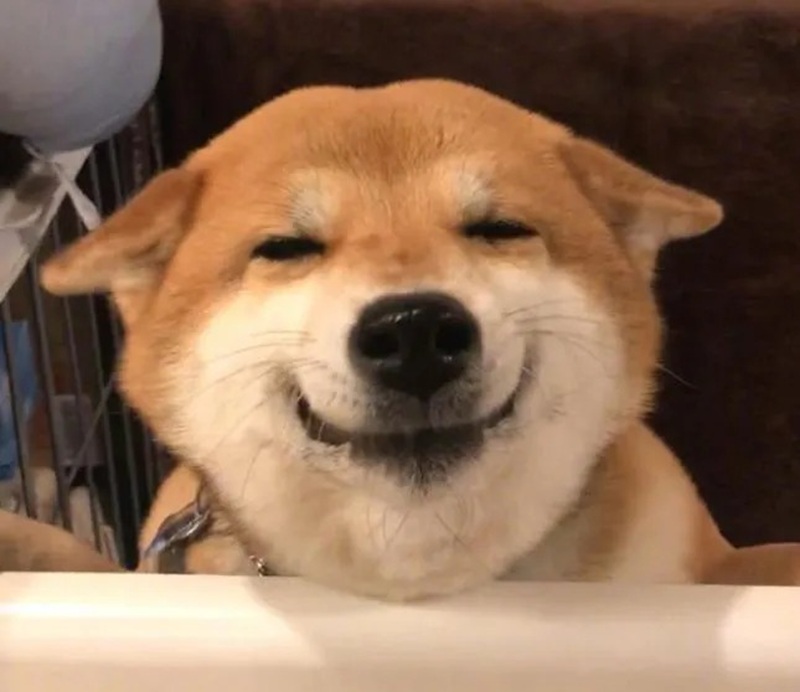 meme chó cười 24