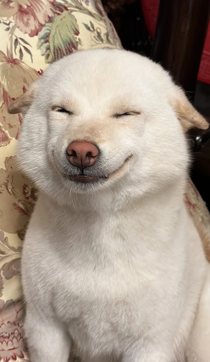 meme chó cười 25