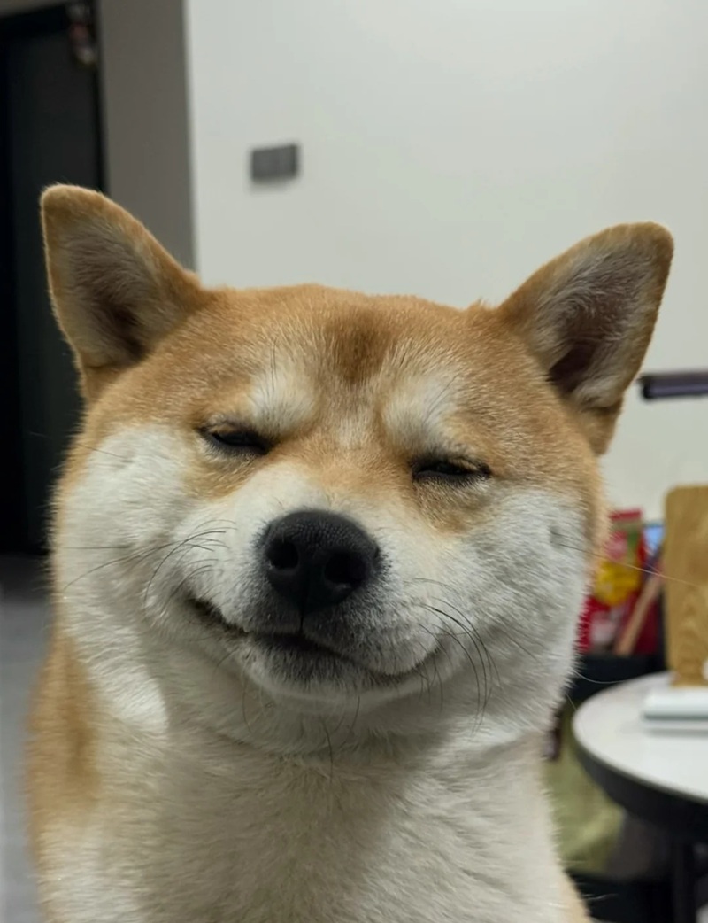 meme chó cười 26