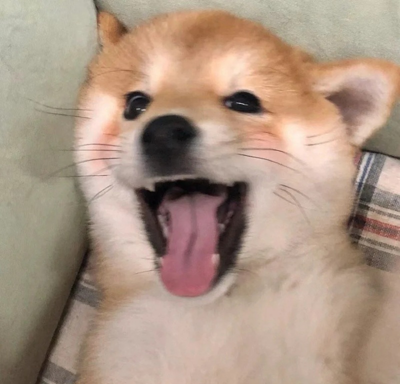 meme chó cười 28