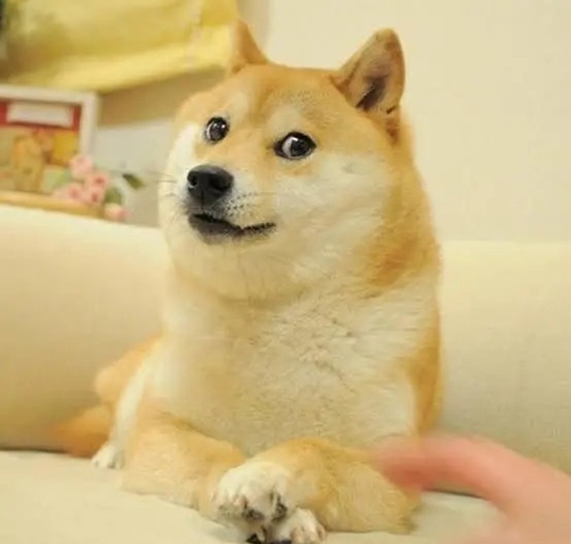 meme chó cười 35
