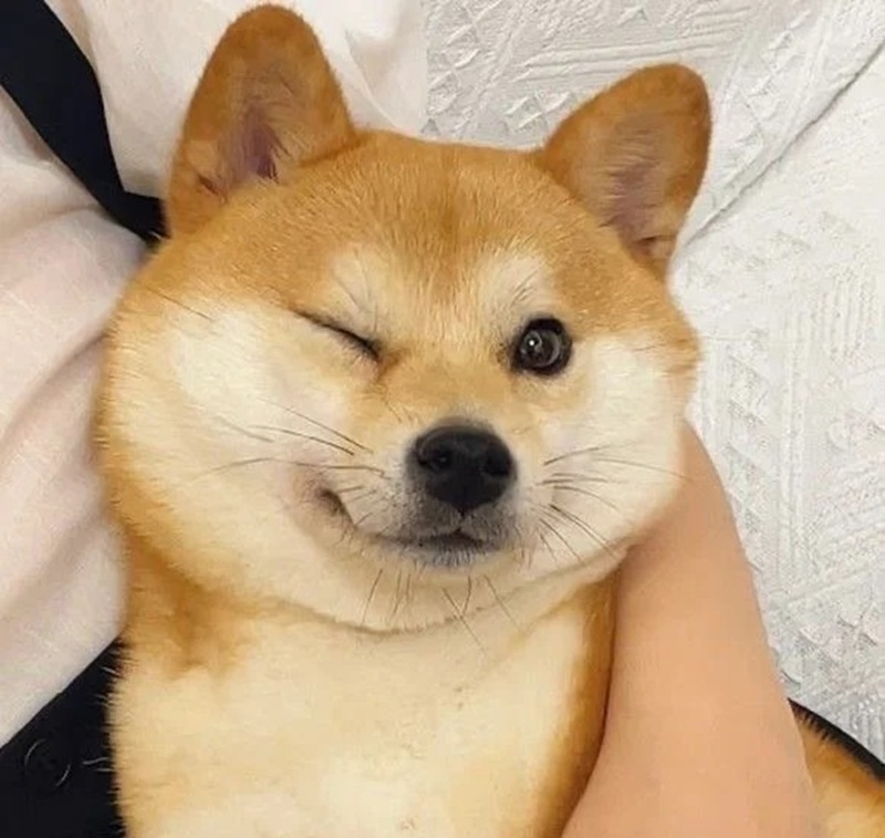 meme chó cười 41