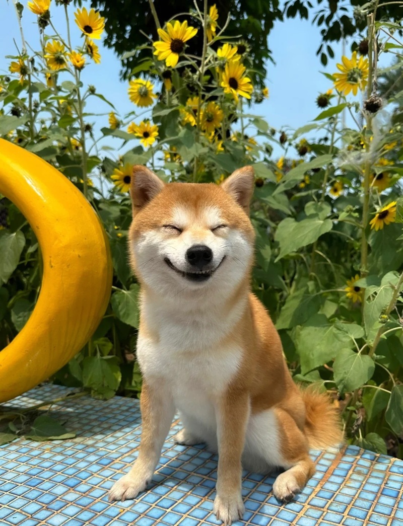 meme chó cười 9