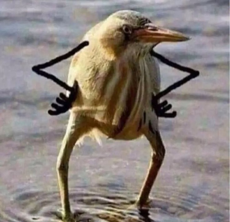 meme chống nạnh 5