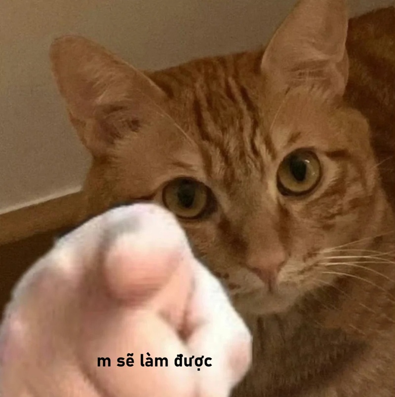 meme cố lên 23