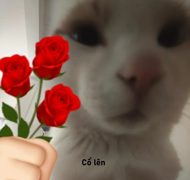 meme cố lên 29