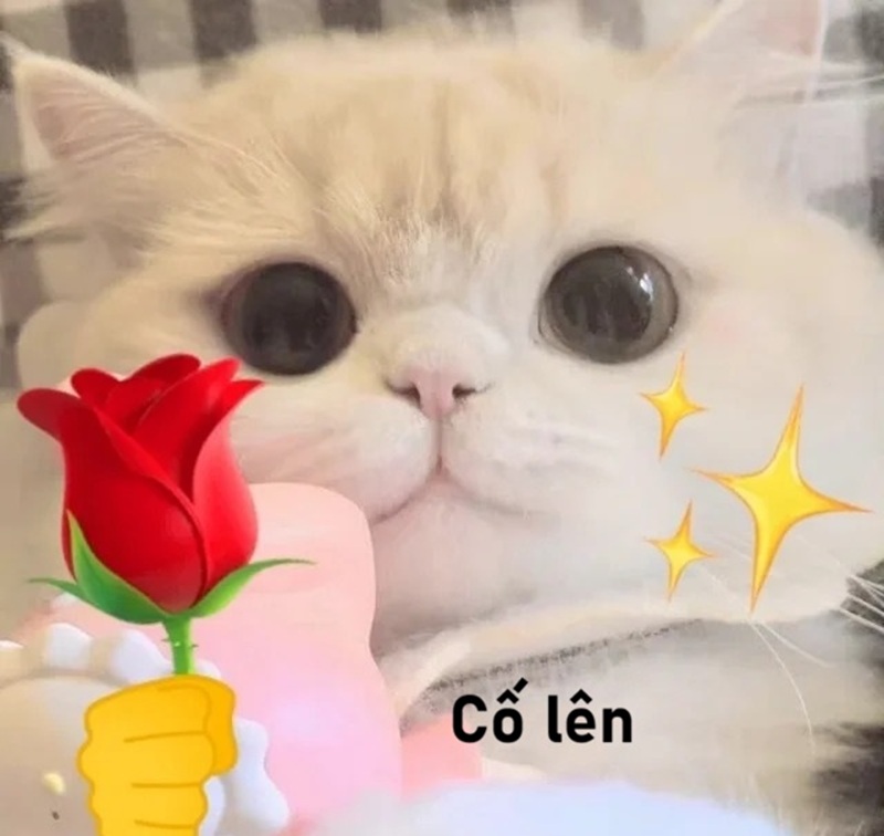 meme cố lên 30
