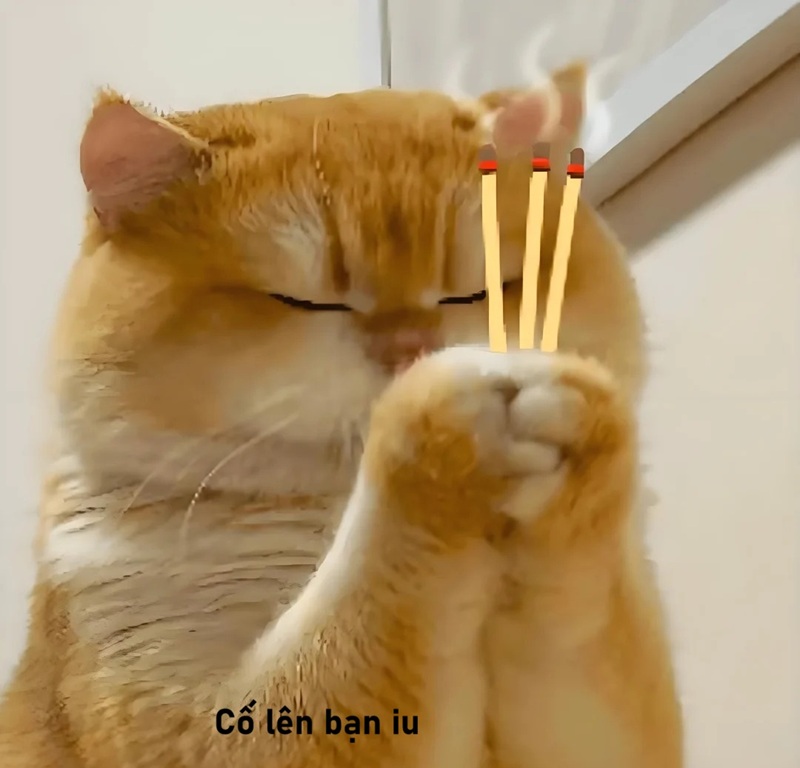 meme cố lên 34