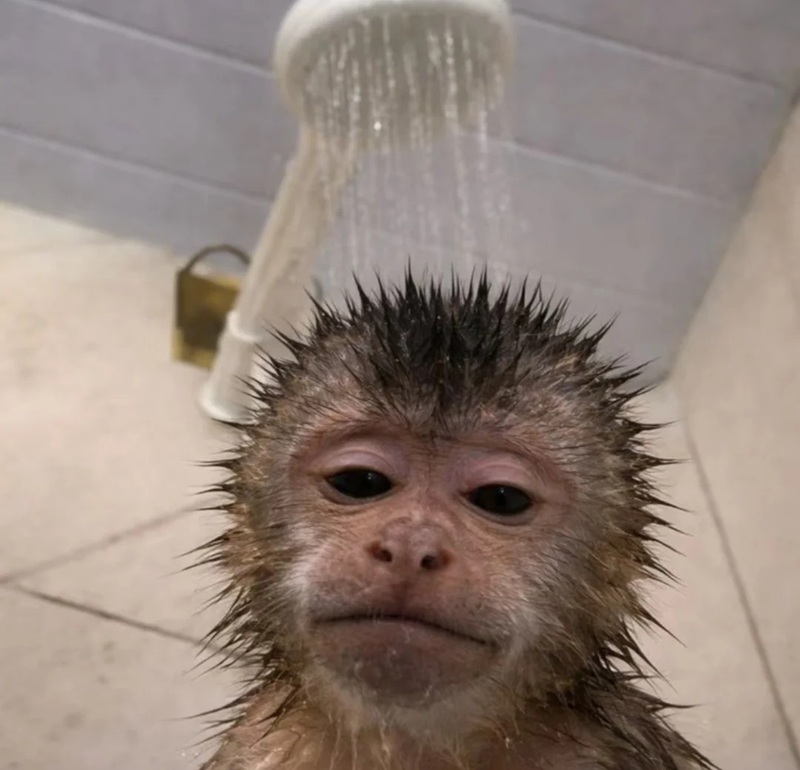 meme con khỉ 10