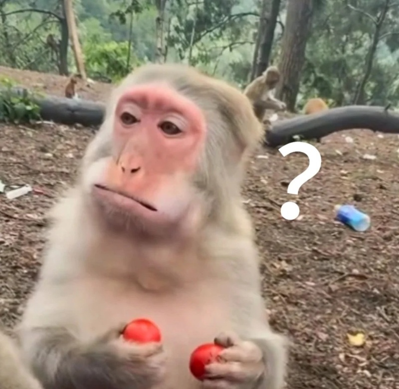 meme con khỉ 14