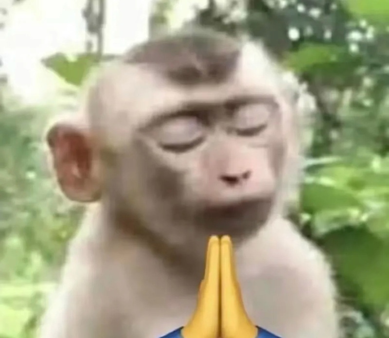 meme con khỉ 17