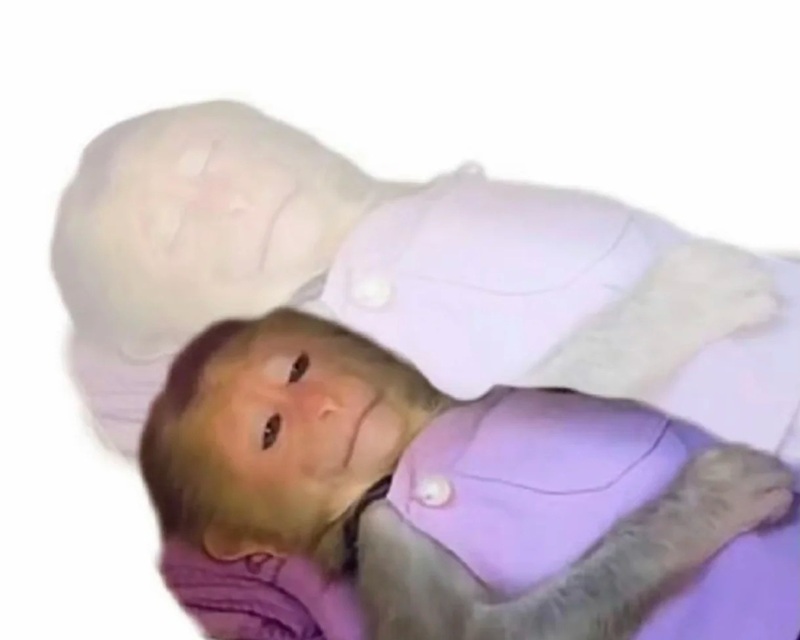 meme con khỉ 18