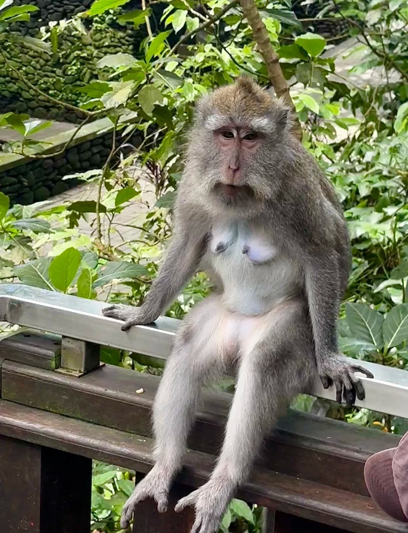 meme con khỉ 19